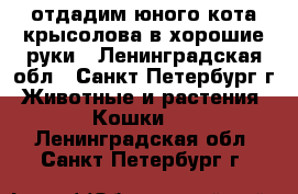 отдадим юного кота крысолова в хорошие руки - Ленинградская обл., Санкт-Петербург г. Животные и растения » Кошки   . Ленинградская обл.,Санкт-Петербург г.